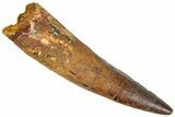 Fossil Spinosaurus Tooth - Real Dinosaur Tooth #365611-1